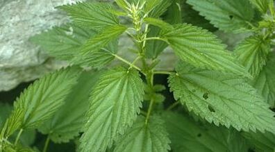 Herbal decoctions for the treatment of varicose veins