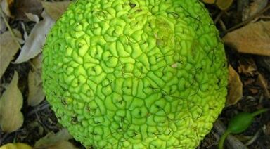 Recipe for infusion for the treatment of varicose veins